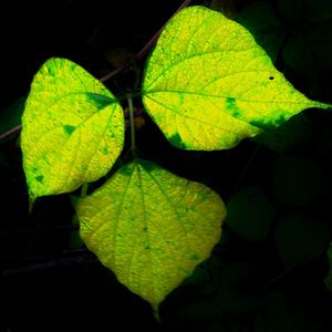 Close-up of green leaf