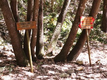 Information sign on tree trunk in forest