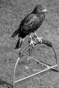 Close-up of eagle perching on field