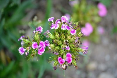 Close-up of pink flowers blooming outdoors