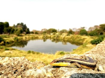 Close-up of lizard on rock against clear sky