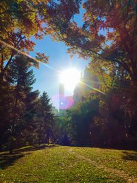 Sun shining through trees