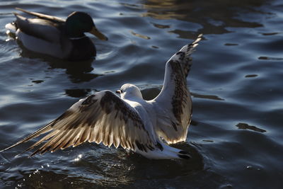 Close-up of duck swimming in lake