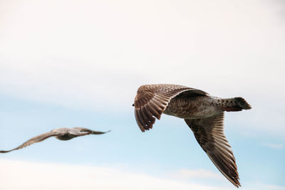 Low angle view of bird flying against sky