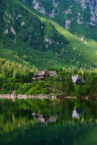 Scenic view of lake in forest