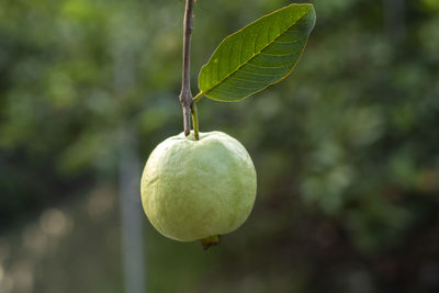 Close-up of lemon growing on tree