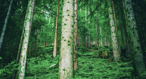 View of trees in forest