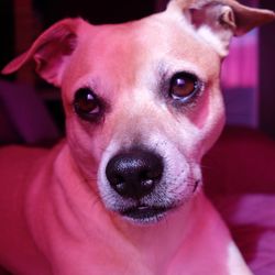 Close-up portrait of dog