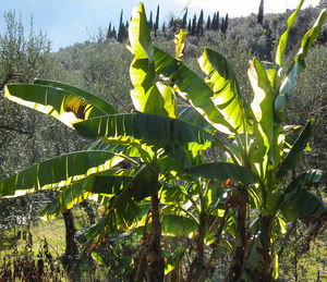 Cactus plants against sky