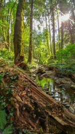 Trees growing in forest