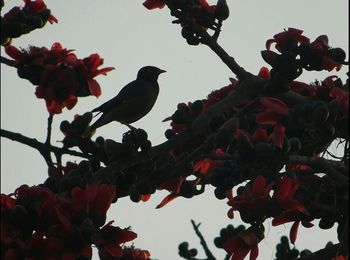 Low angle view of flowers on tree