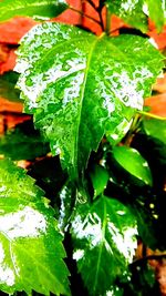 Close-up of plant with water drops