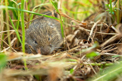 A field mouse with a tick on its mouth, summer day