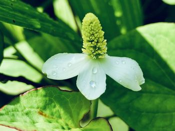 Close-up of wet white flowering plant