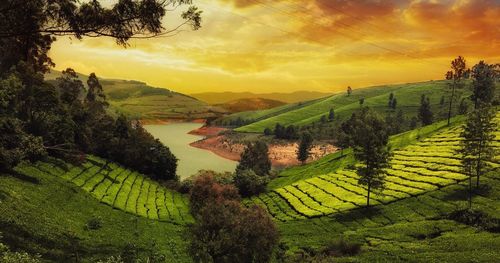Scenic view of agricultural field against sky during sunset