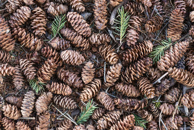 Full frame shot of pine cones