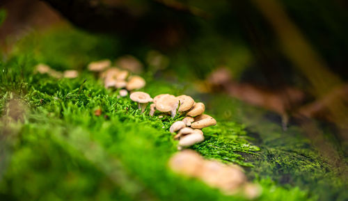 Close-up of moss growing on field