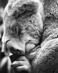 Close-up of cat sleeping