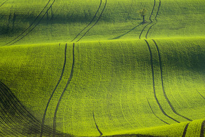 Full frame shot of agricultural field