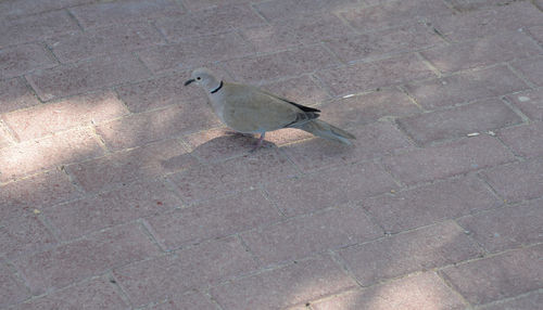 High angle view of bird perching on ground