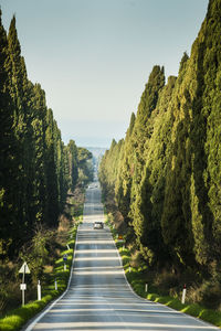 Viale dei cipressi - the avenue of cypress pines, from the village of bolgheri,  tuscany, italy