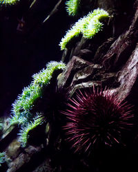 Close-up of caterpillar on plant at night