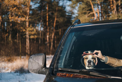 Funny staffordshire terrier sitting in a car, human hand straightening its winter hat.