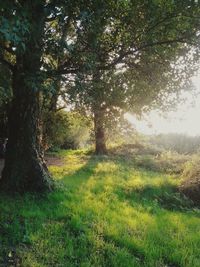 Trees on grassy field