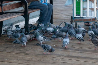 High angle view of pigeons on floor