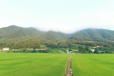 Scenic view of grassy field against sky