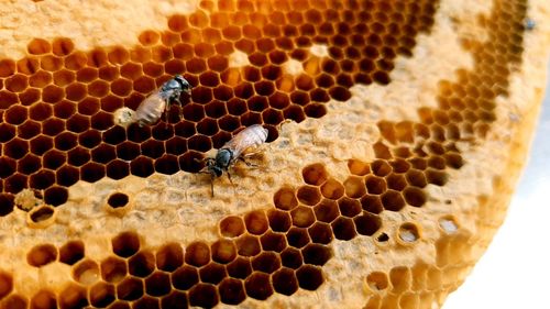 Close-up of bee on rock