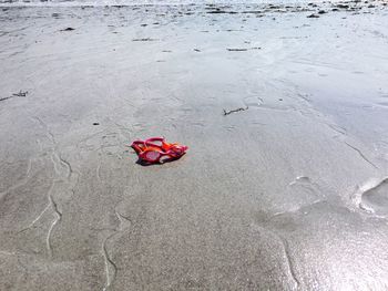 High angle view of red flower on beach