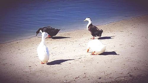 Close-up of birds