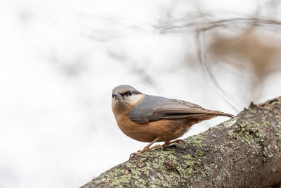 Close-up of bird perching on rock