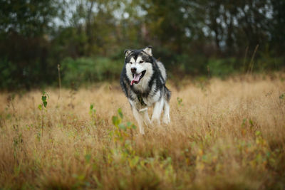 Dog running in a field