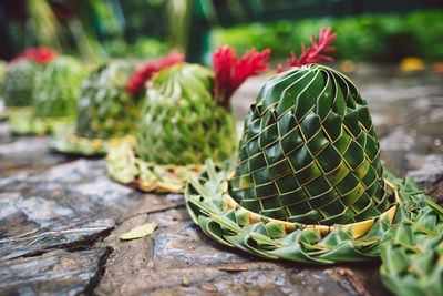 Close-up of succulent plant