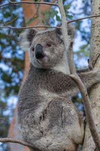 Close-up of squirrel on tree