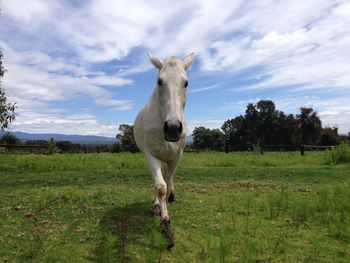 Horse on field