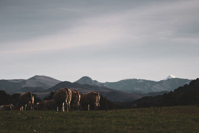 Cows on field by mountains against sky