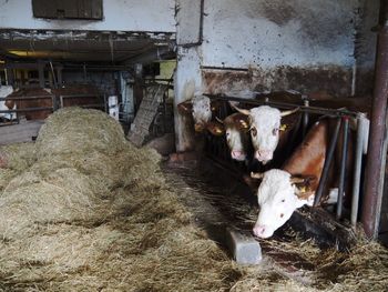 High angle view of cow in shed