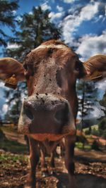 Close-up portrait of a horse