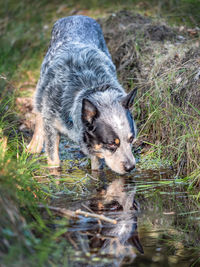 Dog looking at lake