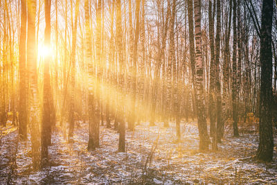 Low angle view of trees in forest