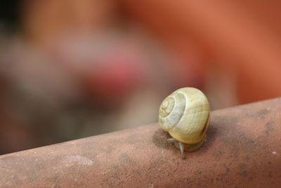 Close-up of snail on leaf