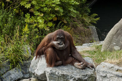 Zoo in dublin 