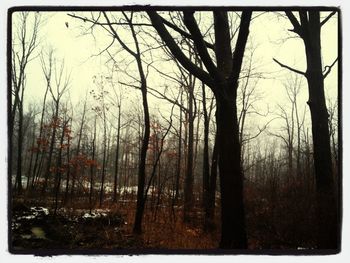 Bare trees in forest