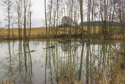 Reflection of bare trees in lake