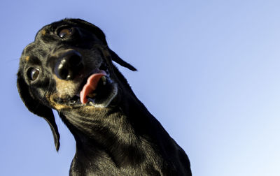 Close-up of a dog