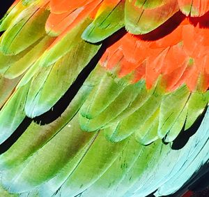 Full frame shot of green leaves