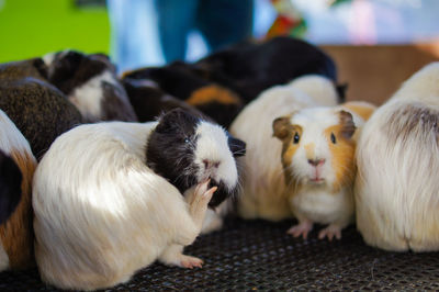 Close-up of guinea pigs